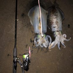 エギング　新潟市内ホーム釣行