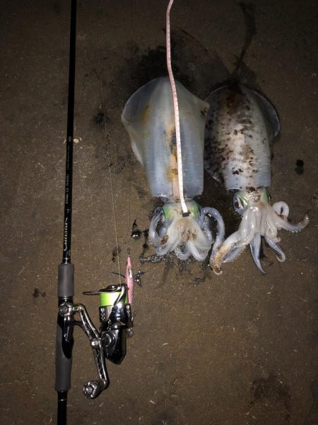 エギング　新潟市内ホーム釣行