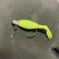 アジングイベント釣果