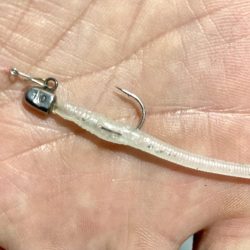 アジングイベント釣果