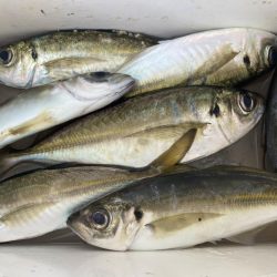 アジングイベント釣果