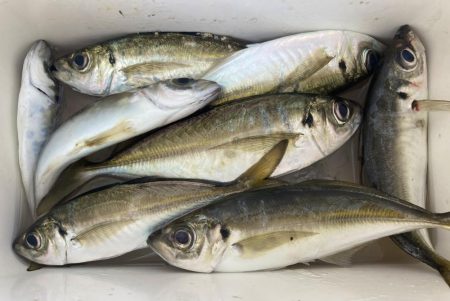 アジングイベント釣果