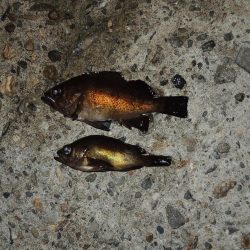 エビ撒き釣り 魚種は多いが小型