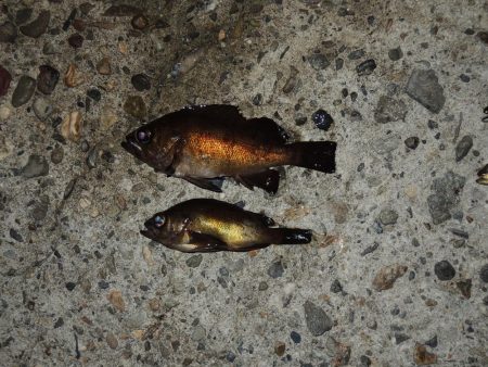 エビ撒き釣り 魚種は多いが小型