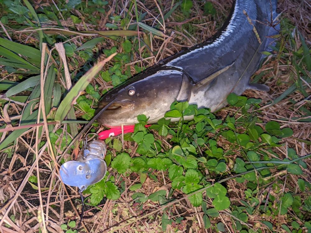 やっぱり着いてた。