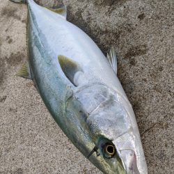 アコウメジメジ