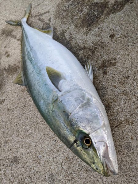 アコウメジメジ