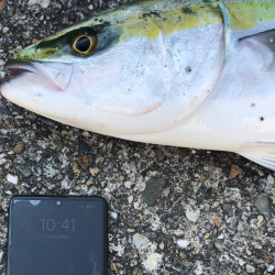 播磨新島の飲ませ釣り