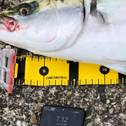 東二見の飲ませ釣り