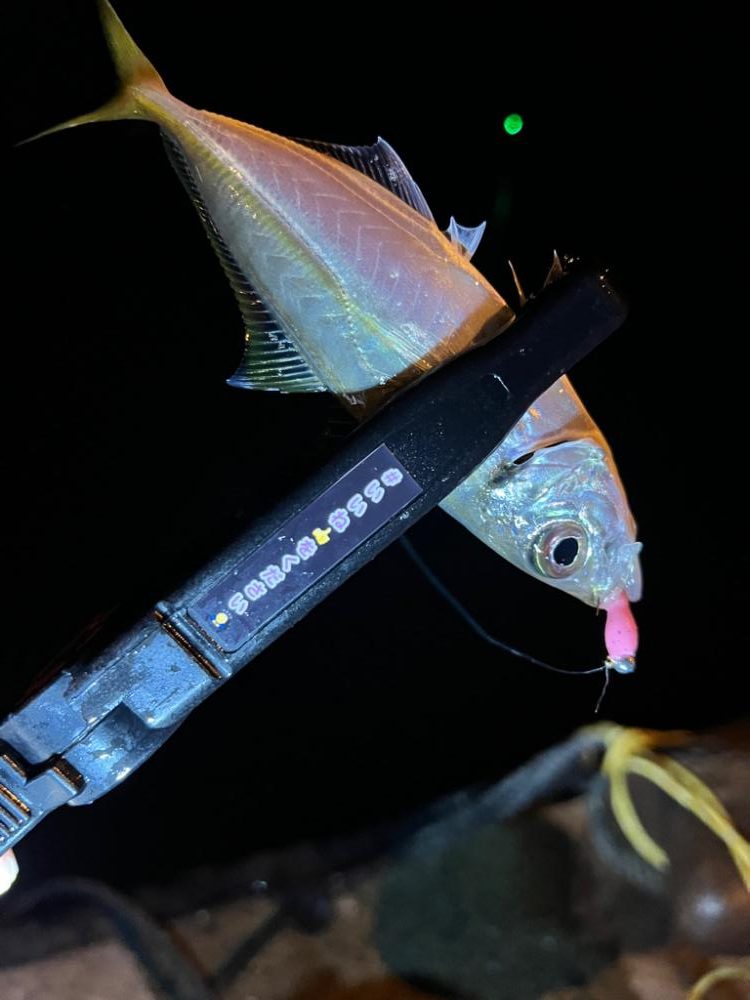 まだまだアジ釣れます✨