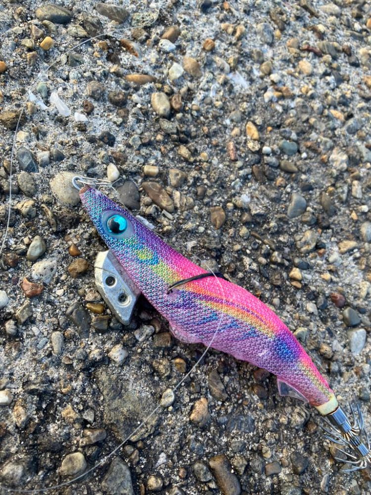 デイエギング　サイズも中々(^｡^)