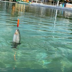 エリアトラウト　管釣り　亀岡