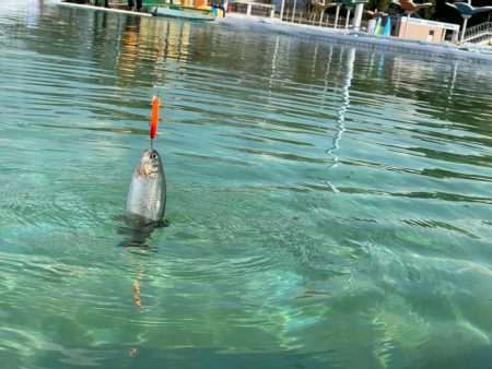 エリアトラウト　管釣り　亀岡