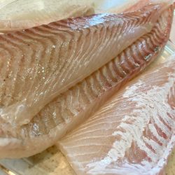 胴突き仕掛けでヒラメにゃ！