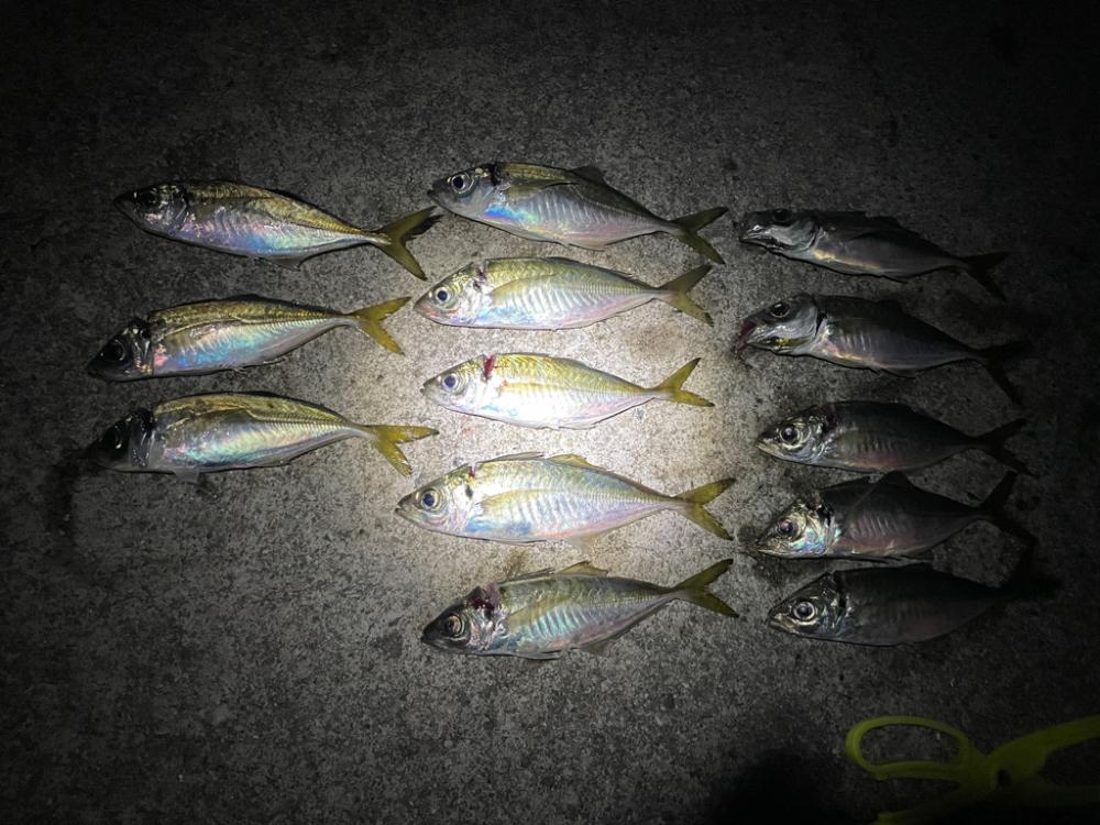 アジ狙いの釣り