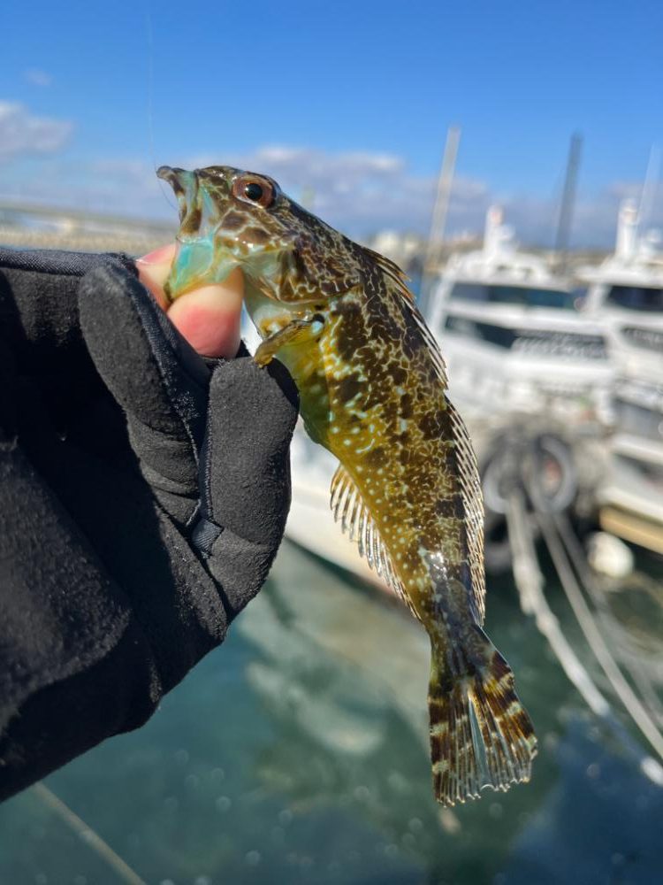 30分デイゲーム