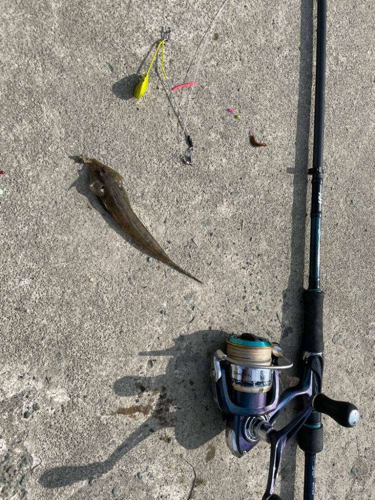 エギタックルシロギス