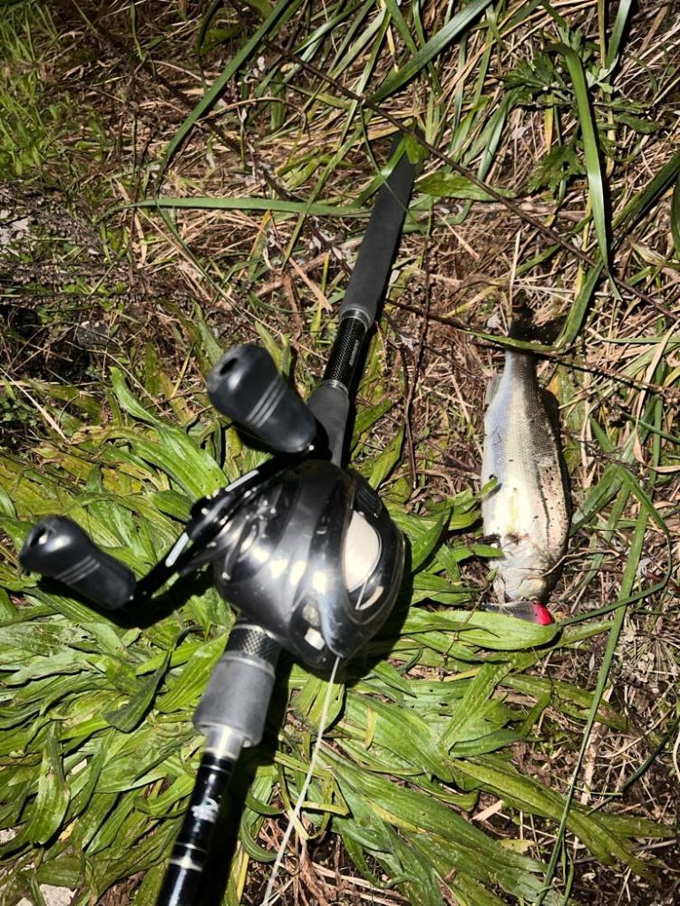 大会前にいい魚