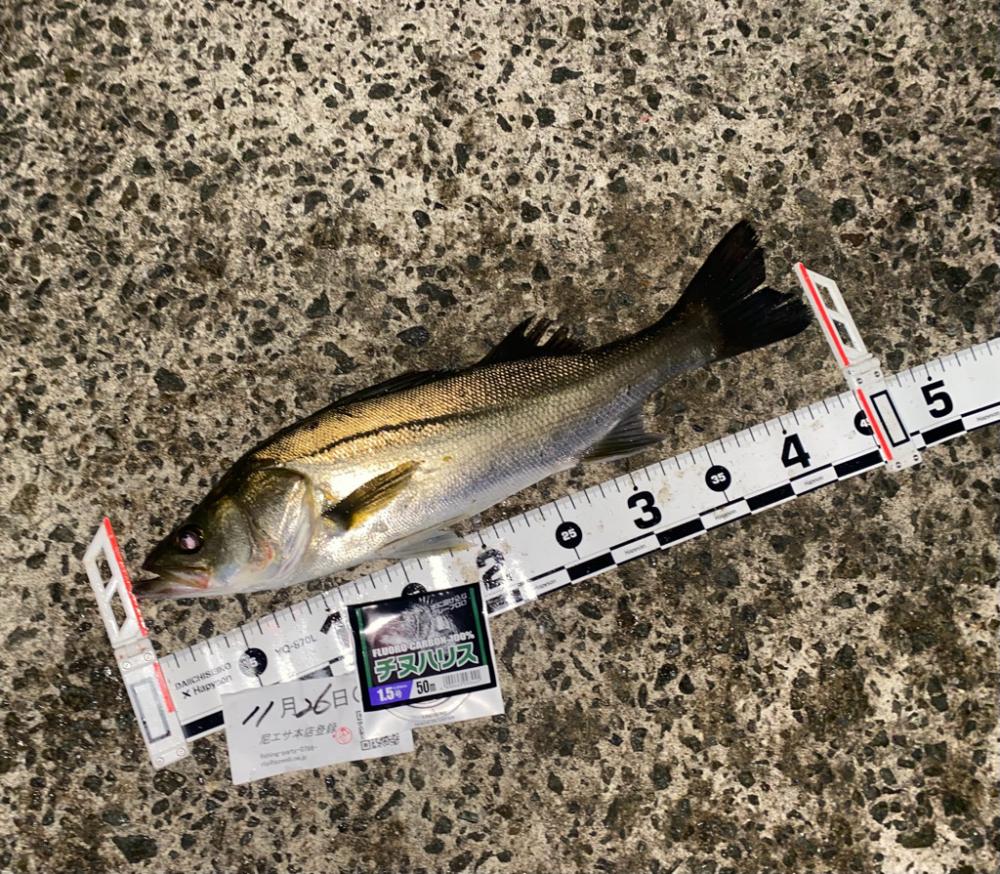 久しぶりの良い天気の釣り日和