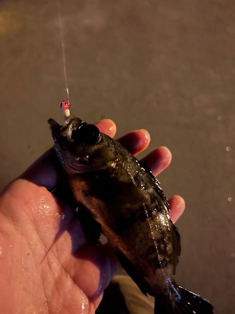 三重県北部湾奥ライトゲーム