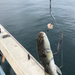 室津の秋フグ爆釣