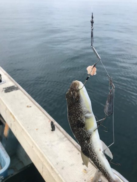 室津の秋フグ爆釣