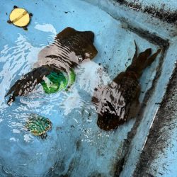 船メンテ後に試運転がてらアオリイカ狙い