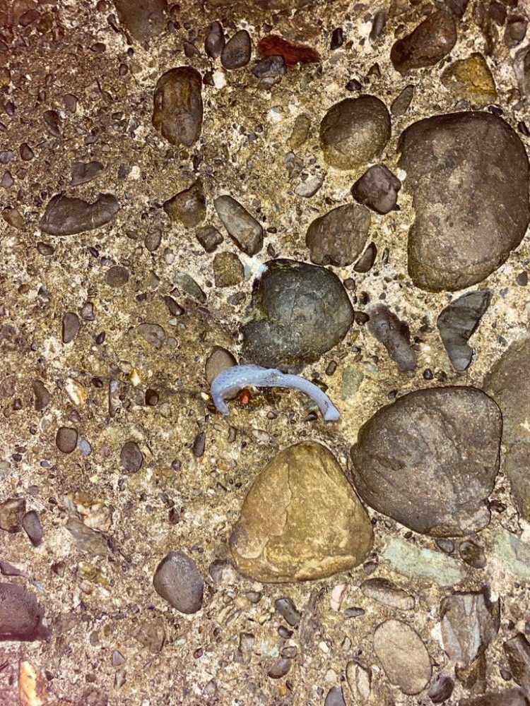 おひさのエギング