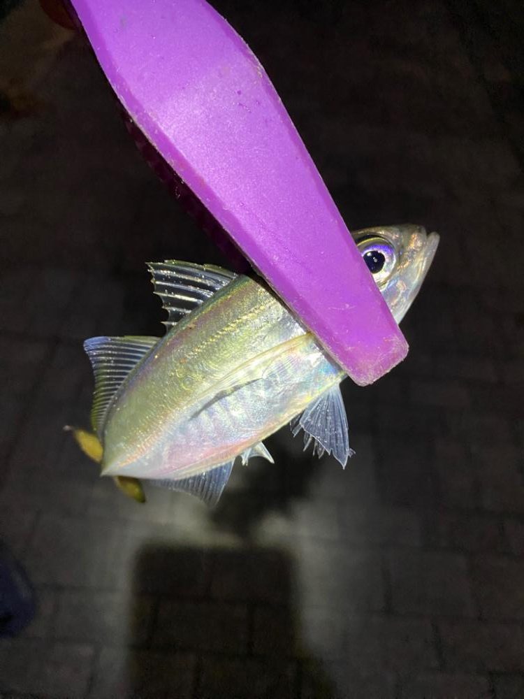 大阪湾奥アジング