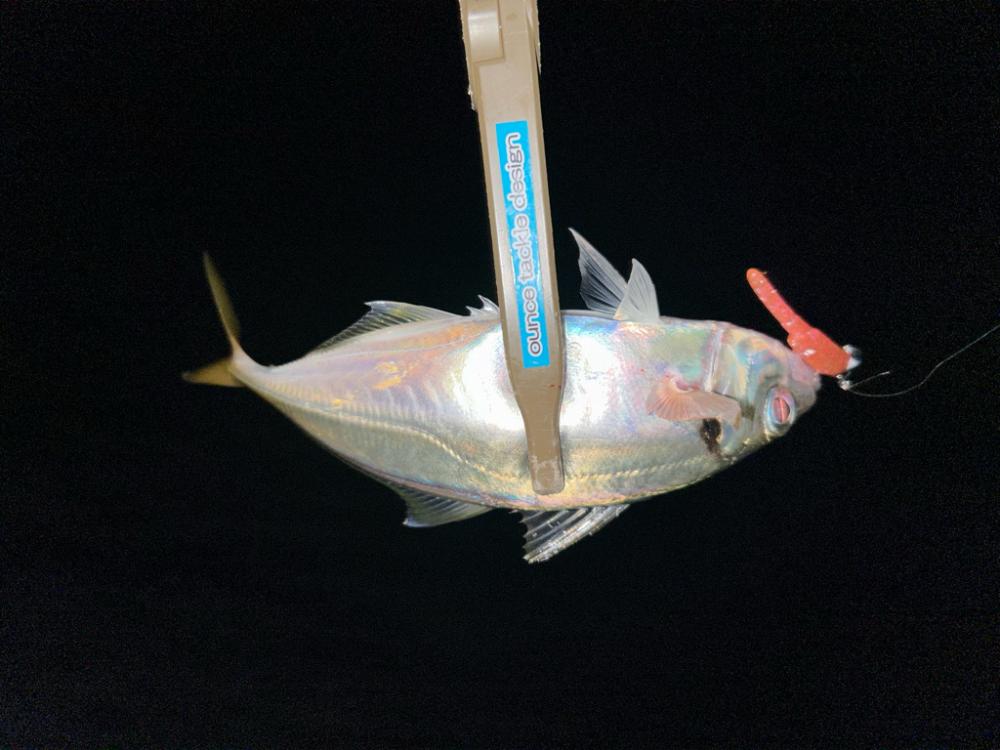 刀狩りに行ったのに・・・