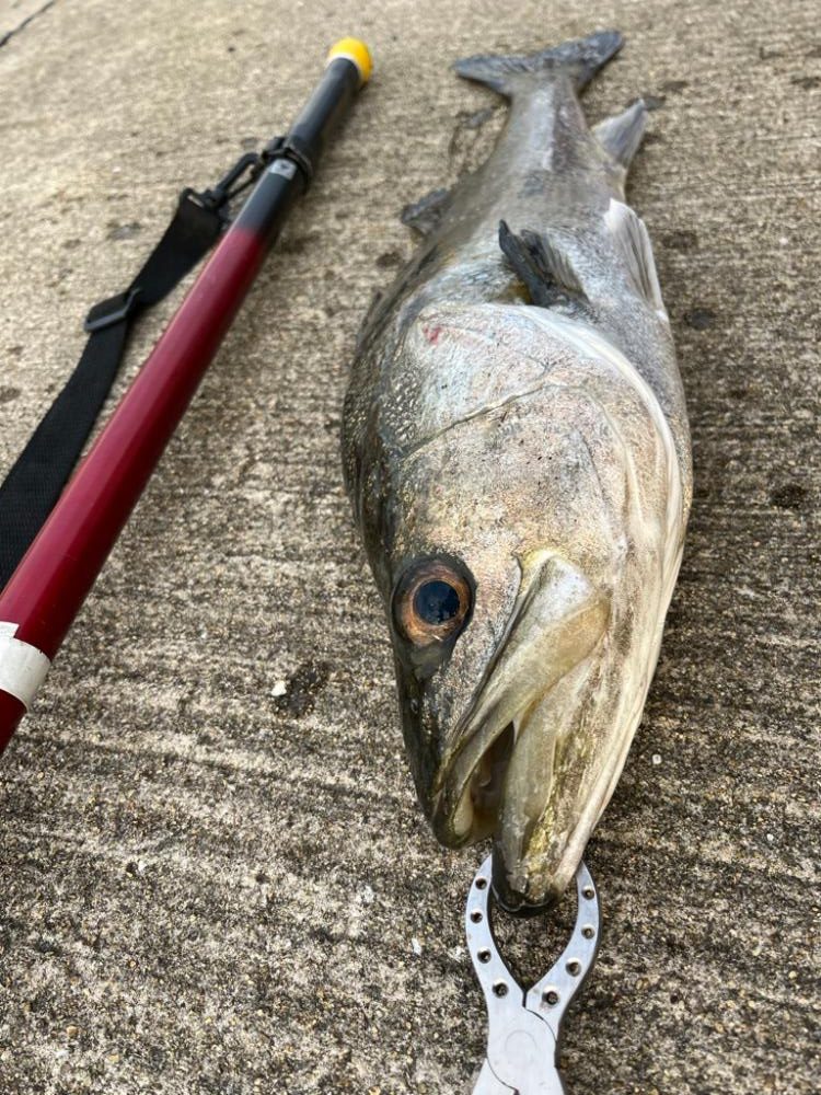 大アジやスズキが釣れました