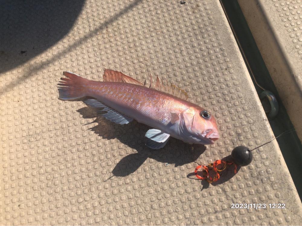 11/23 伊島沖ジギングタイラバ