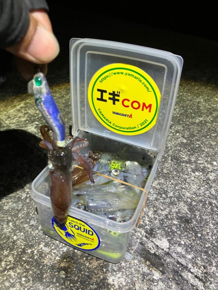 ヒイカ調査③(^.^)