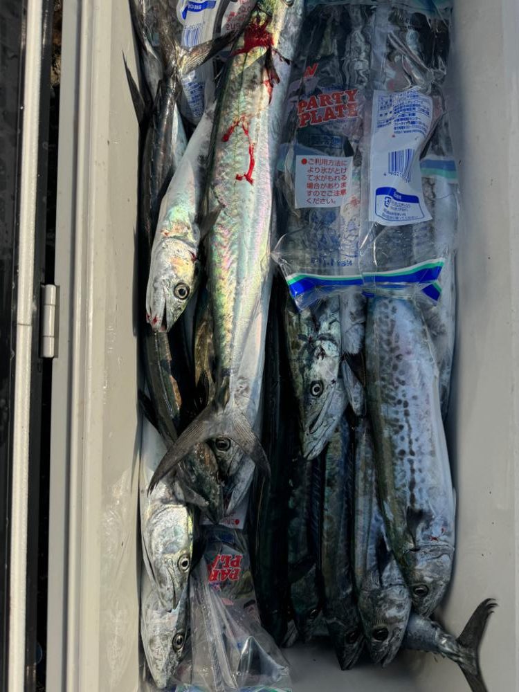 ショアジギ調査