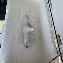 ショアジギング