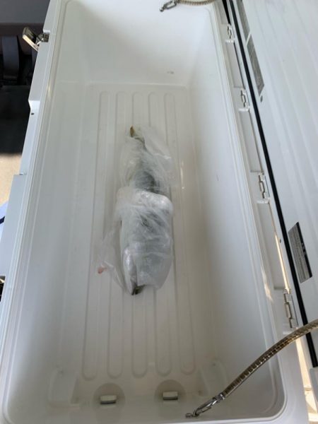 ショアジギング