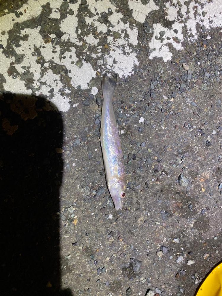 ばーすでーふぃっしんぐ🎂