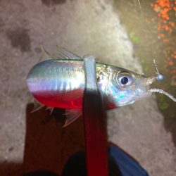 南港爆風アジング