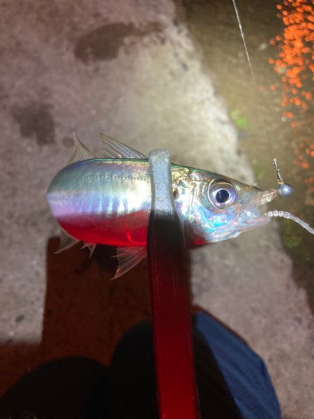 南港爆風アジング