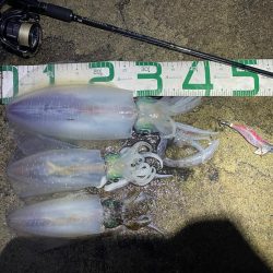 2023 佐渡ヶ島エギング 61回目【11…