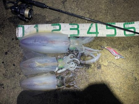 2023 佐渡ヶ島エギング 61回目【11…