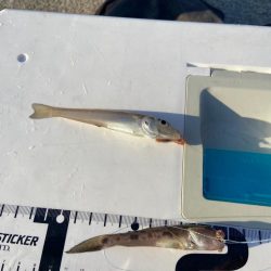 ちょい投げシロギスタの午後から8目DAY