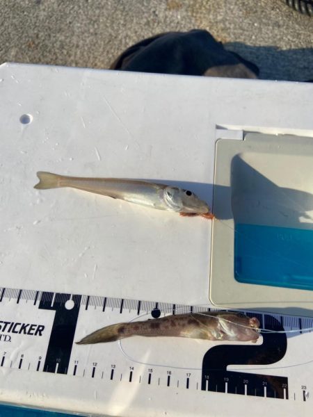 ちょい投げシロギスタの午後から8目DAY