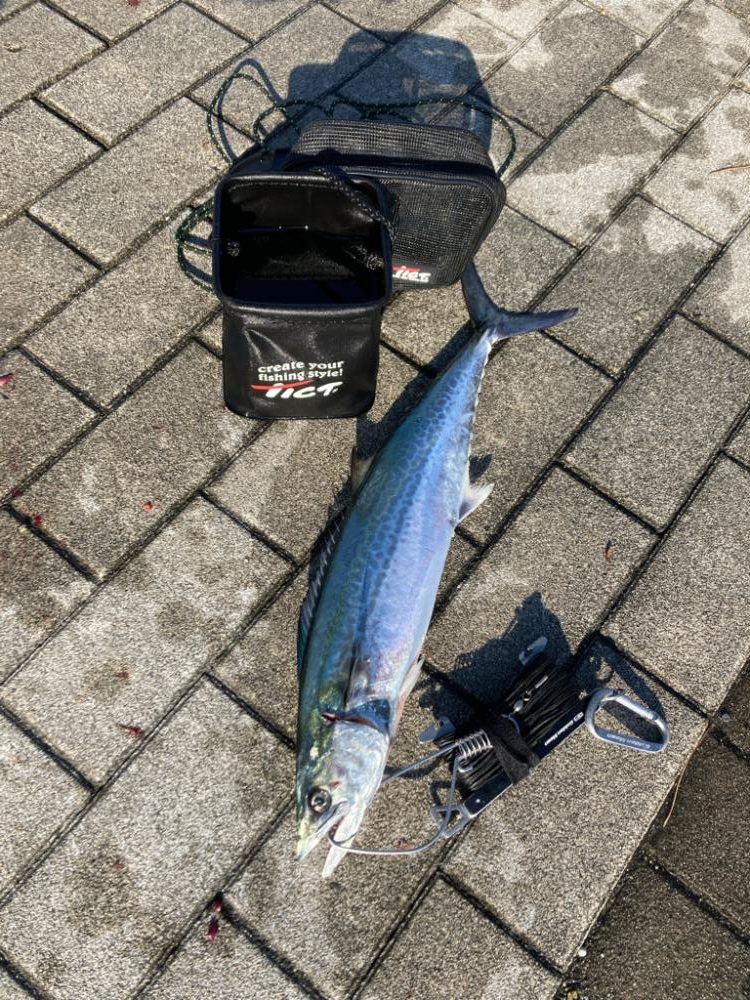 湾奥コスモにイルカ再び。デイ青牙マルチ。。