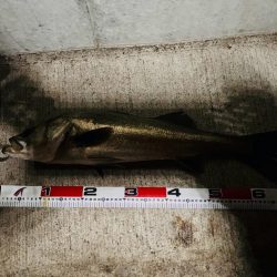 ナイスサイズ揃い