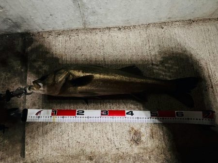 ナイスサイズ揃い