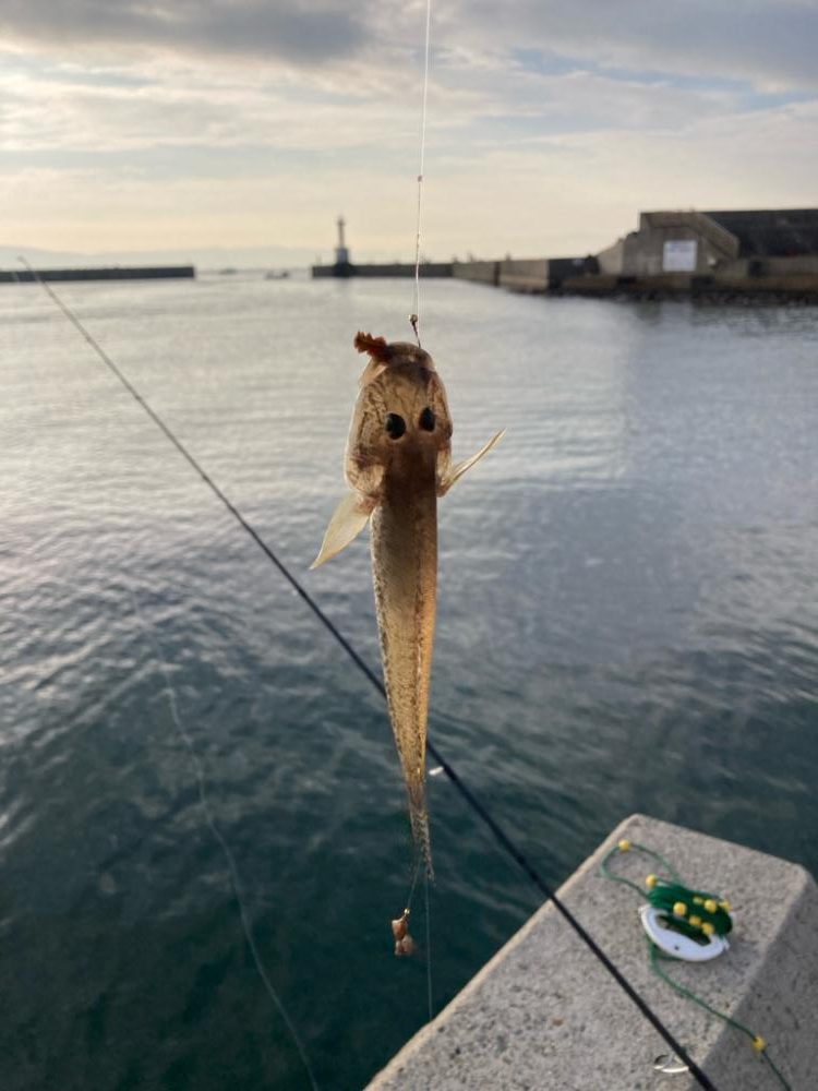 江井ヶ島釣行！