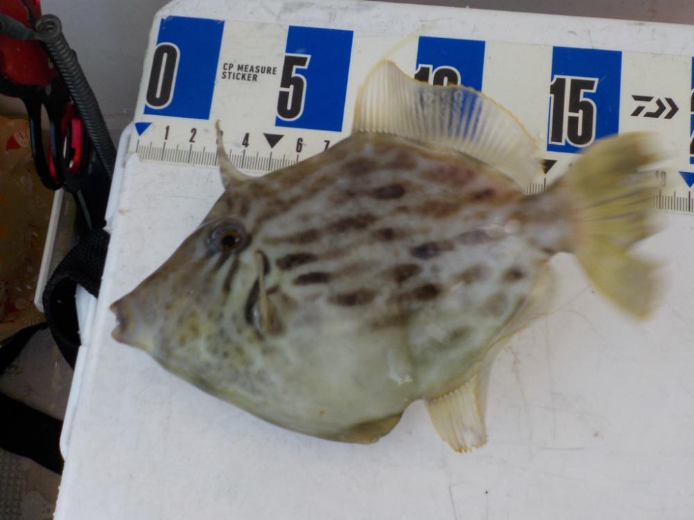 カワハギ第3戦〜大雄丸〜