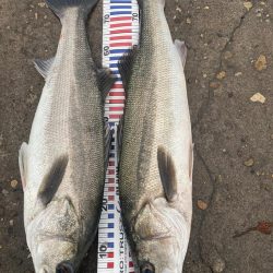 ランカーシーバス連続と良型のアオリ