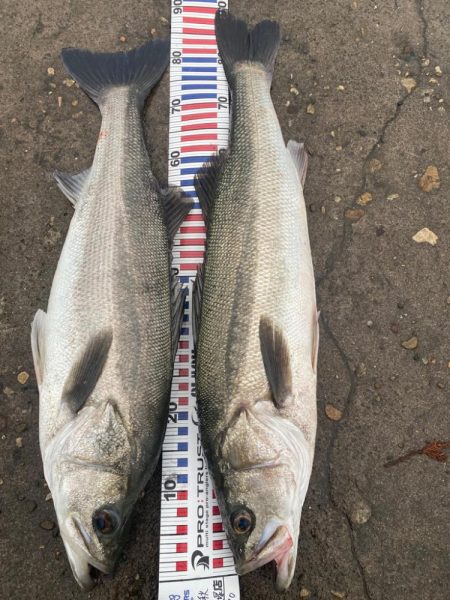 ランカーシーバス連続と良型のアオリ